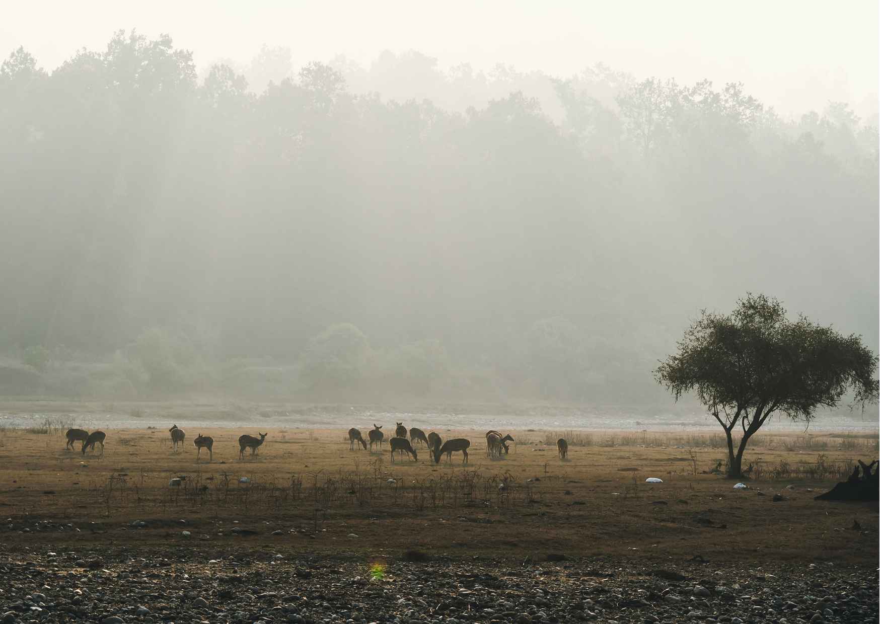Day Trip to Bandipur National Park (Guided Sightseeing Tour by Car from Mysore) - Photo 8