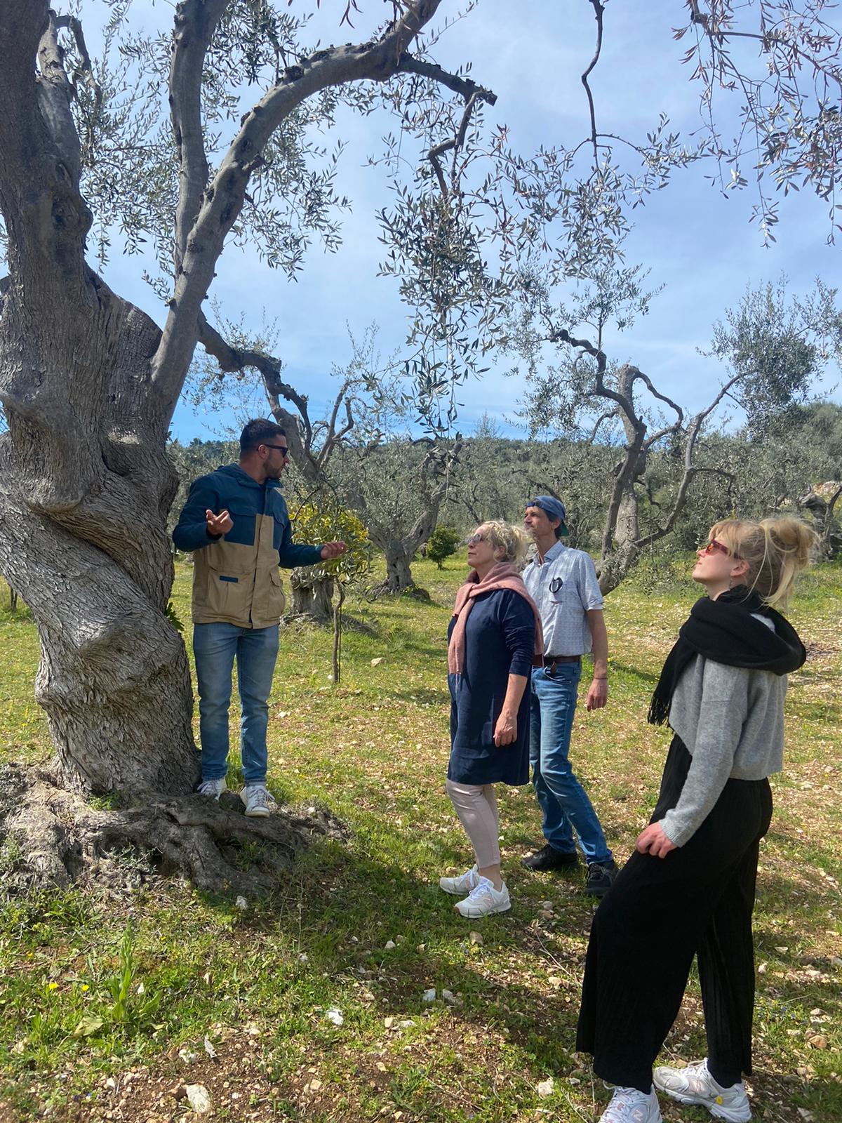 Discovering extra virgin olive oil - Photo 10