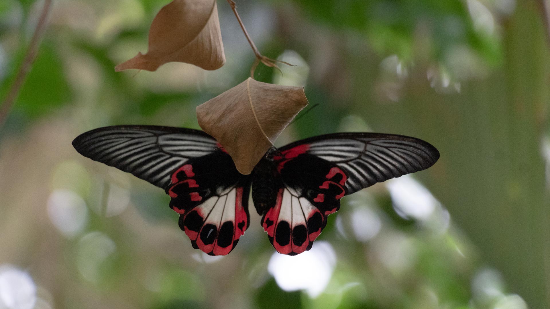 Alghero: visit to the Butterfly House - Photo 17