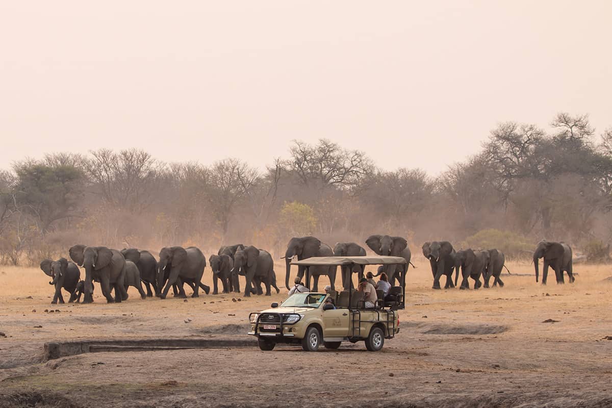 Safari de día completo en el Parque Nacional Hwange + almuerzo
