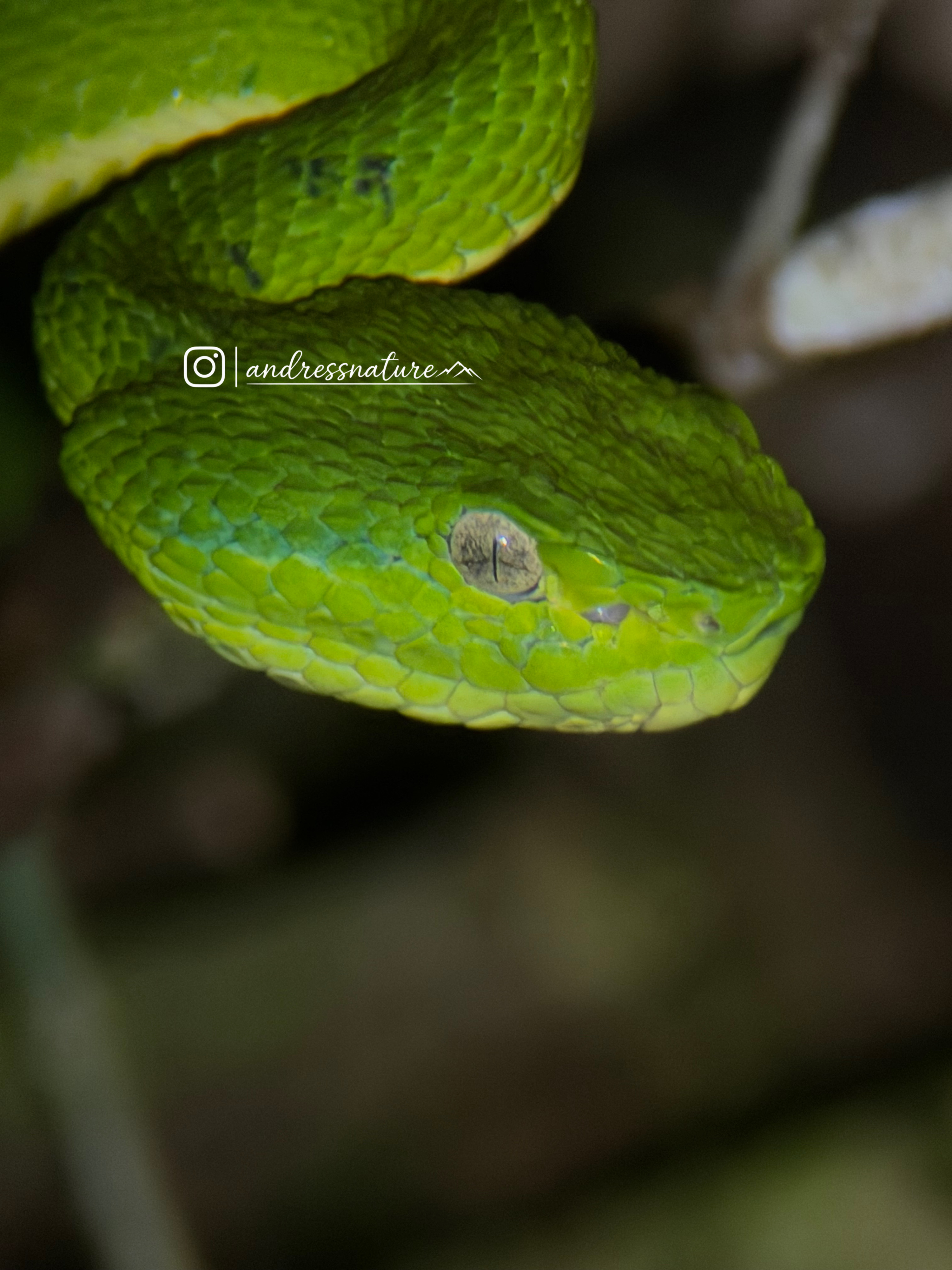 Monteverde Wildlife Night Tour with Steven