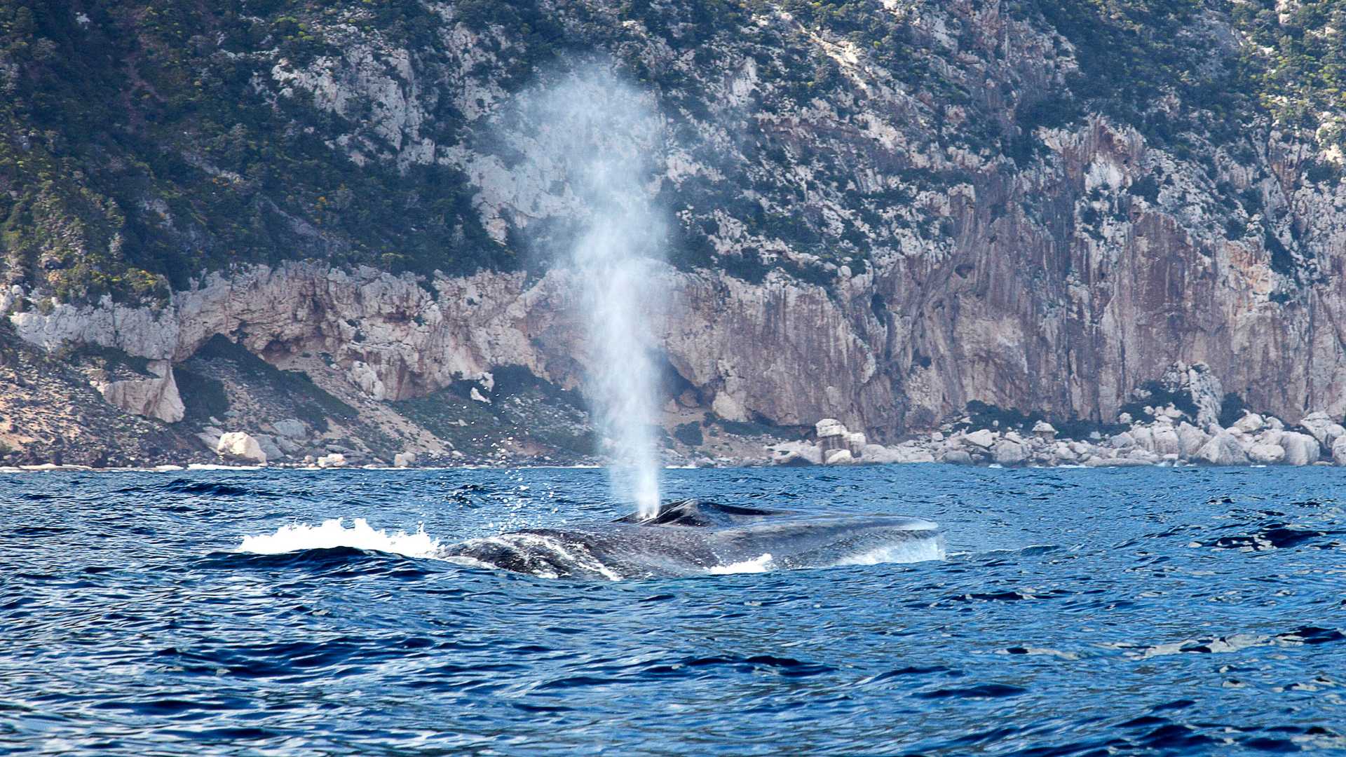 From Cala Gonone: naturalistic excursion on a RIB - Photo 2