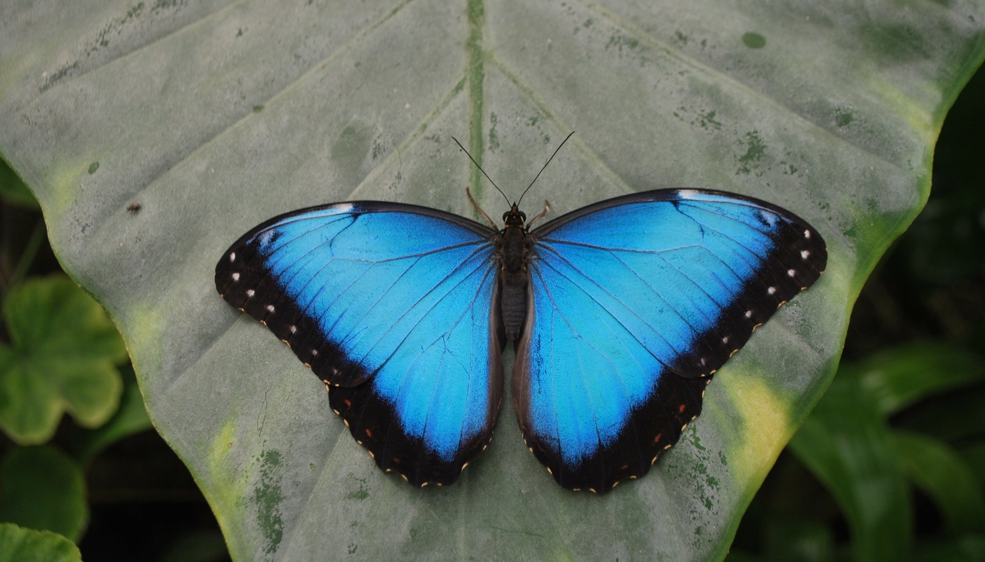 Alghero: visit to the Butterfly House - Photo 4
