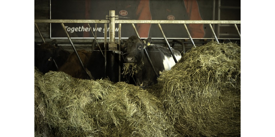 Small group Tour: Golden Snorkel: Golden Circle and Silfra Exploration - photo 34